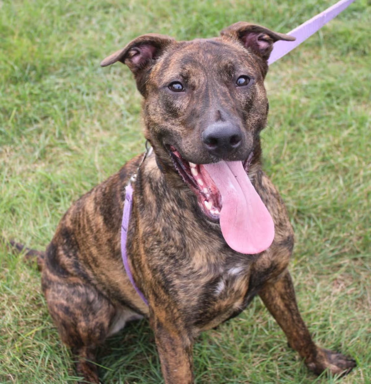 Photo of Majesty, adoptable American Pit Bull Terrier American Staffordshire Terrier in Champaign, Illinois