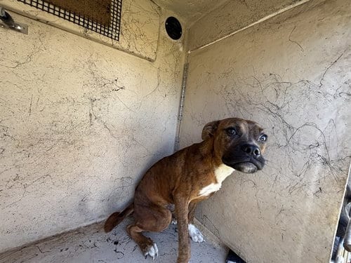 Photo of A481602, adoptable Boxer in Oklahoma City, Oklahoma