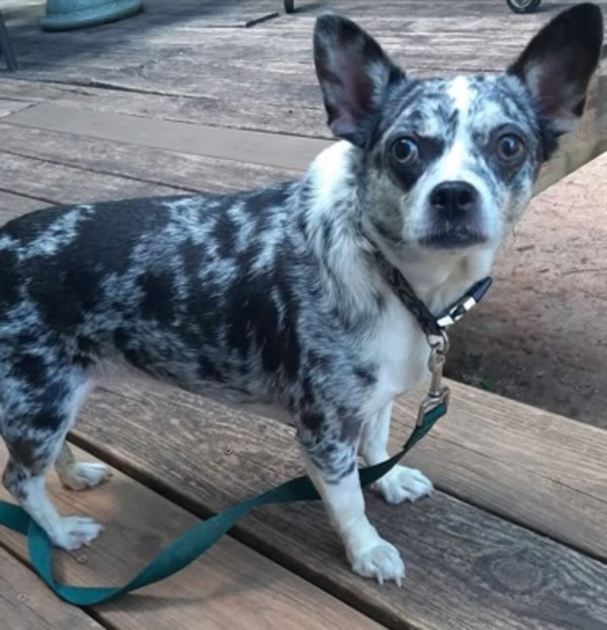 Photo of Prince, adoptable Chihuahua in Irmo, South Carolina