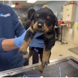Photo of Fanta, adoptable Doberman Pinscher in Jurupa Valley, California