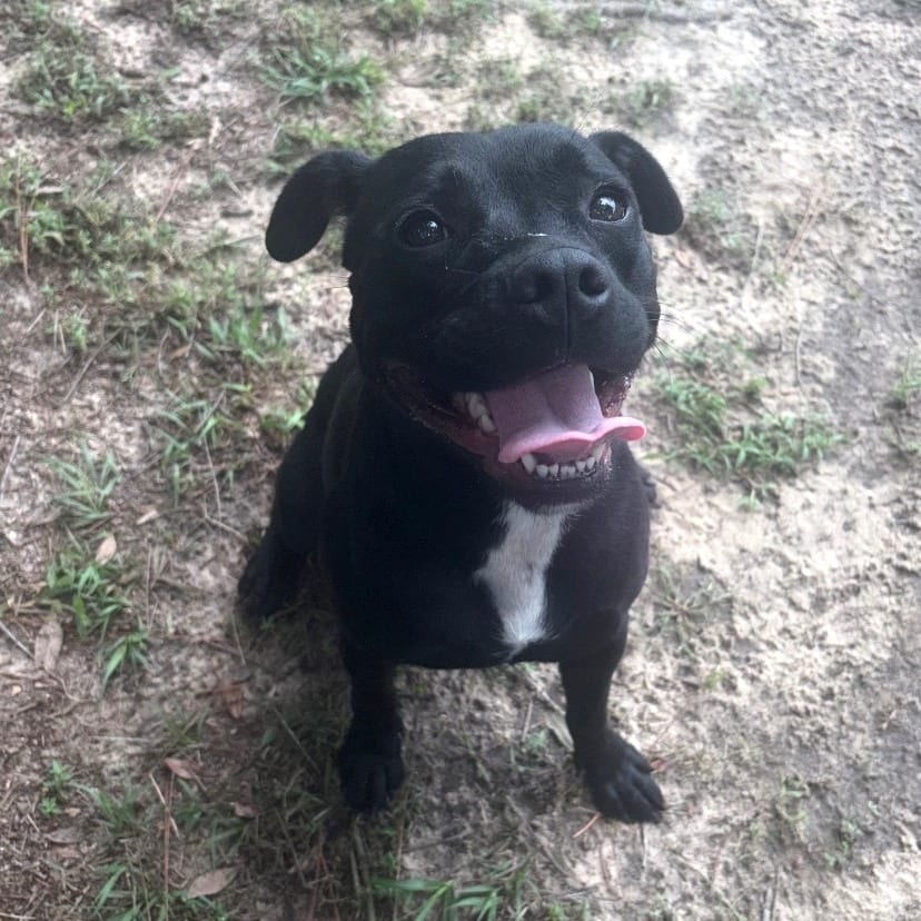 Photo of Bitsy 🐾, adoptable Mixed Breed (Medium) in Milton, Florida