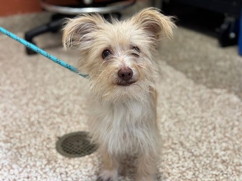 Photo of Calliope, adoptable Terrier in Pueblo, Colorado