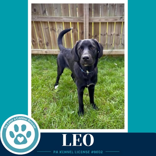 Photo of Leo (The L Train) 100326, adoptable Labrador Retriever in Kimberton, Pennsylvania