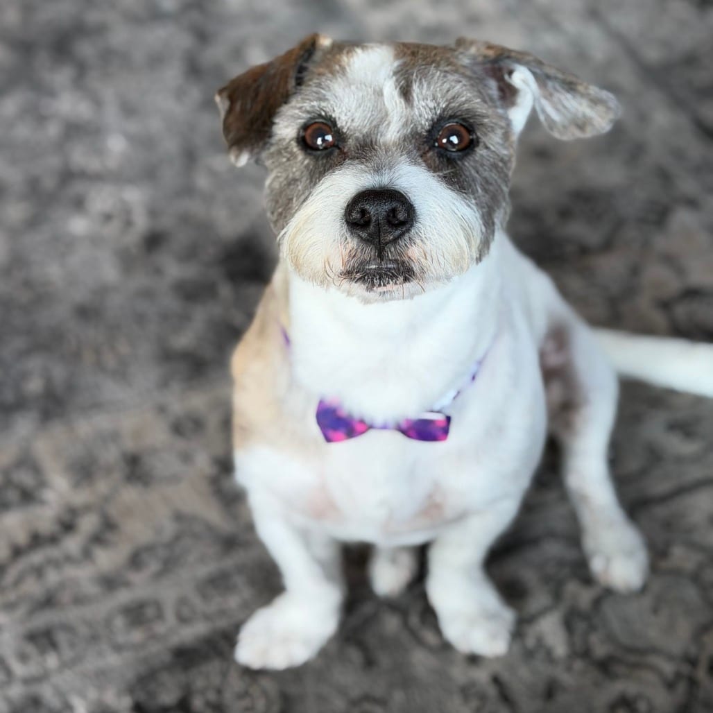 Photo of Buddy, adoptable Terrier / Mixed Breed (Small) in San Francisco, California