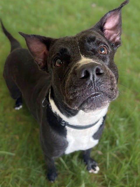 Photo of Valeria, adoptable Terrier mix in Miami, Florida