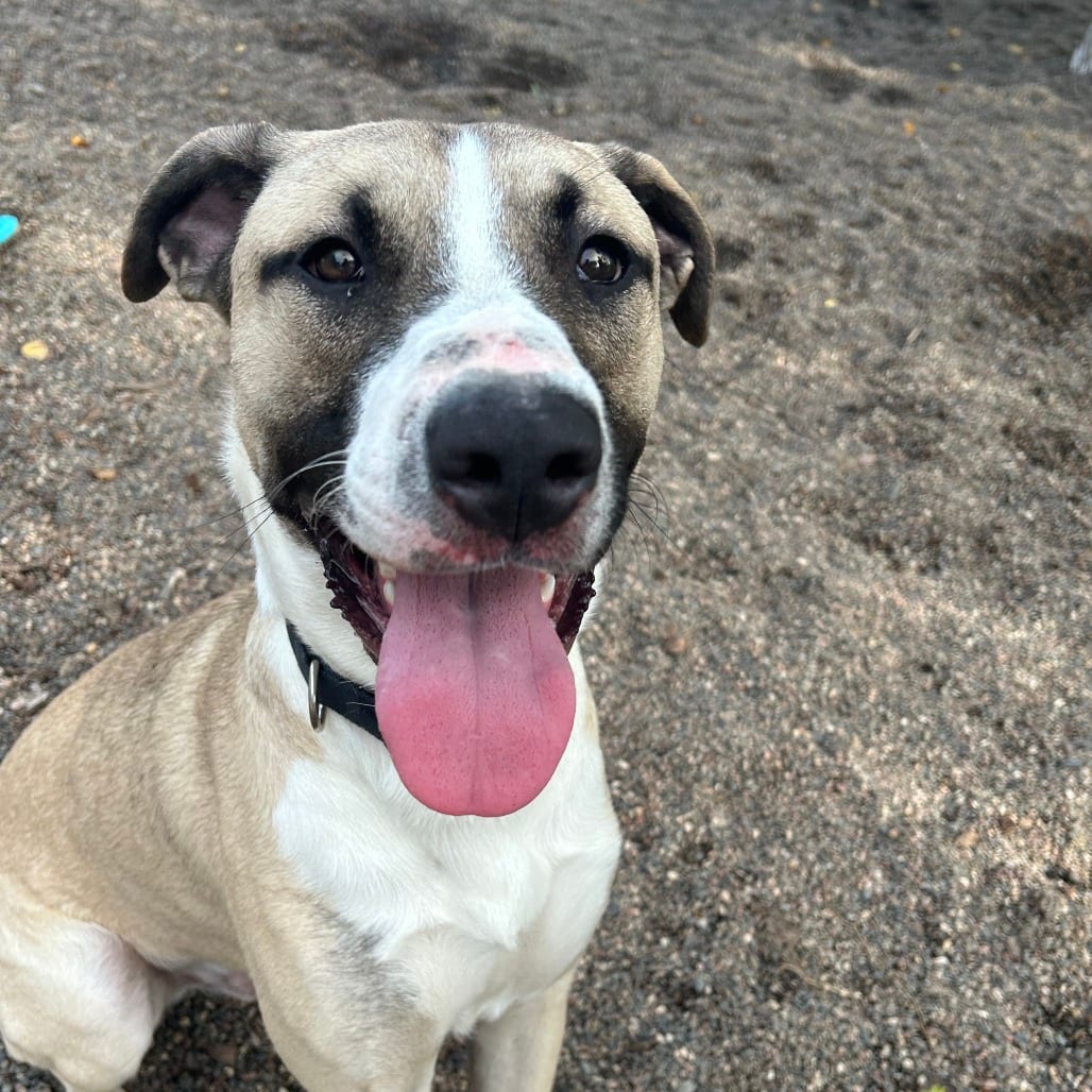Photo of Dos, adoptable Mixed Breed (Large) in St. Cloud, Minnesota
