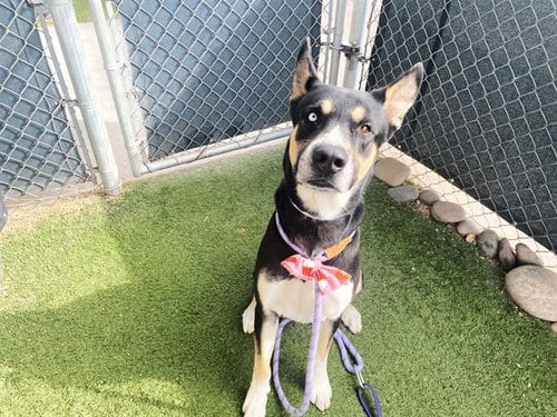 Photo of Slick, adoptable German Shepherd Dog in Phoenix, Arizona
