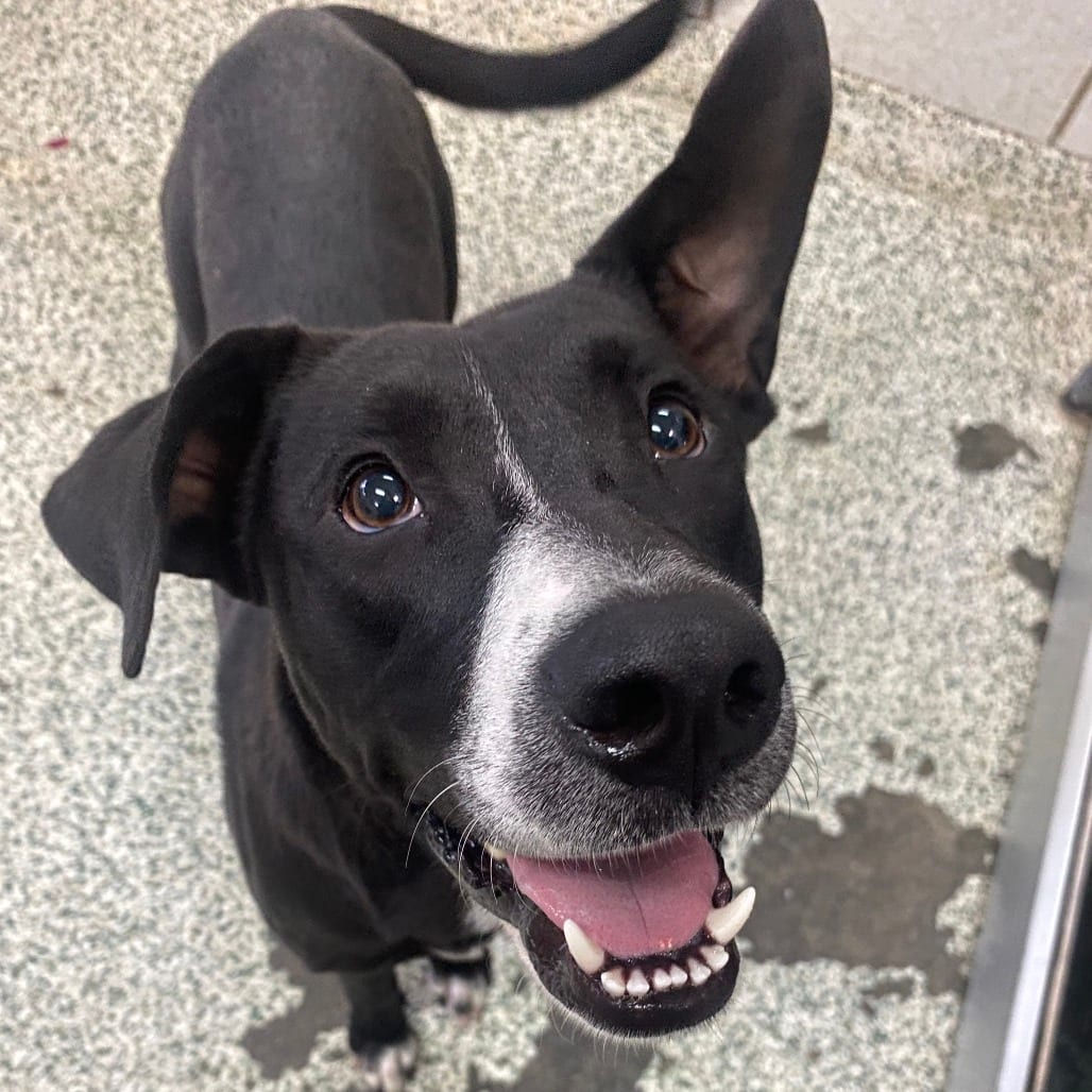 Photo of Lexie Hull, adoptable Mixed Breed (Medium) in Houston, Texas