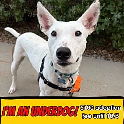 Photo of Freckles, adoptable Bull Terrier in Fort Collins, Colorado