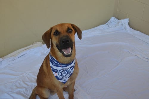 Photo of Woozle, adoptable Shepherd in McKinney, Texas