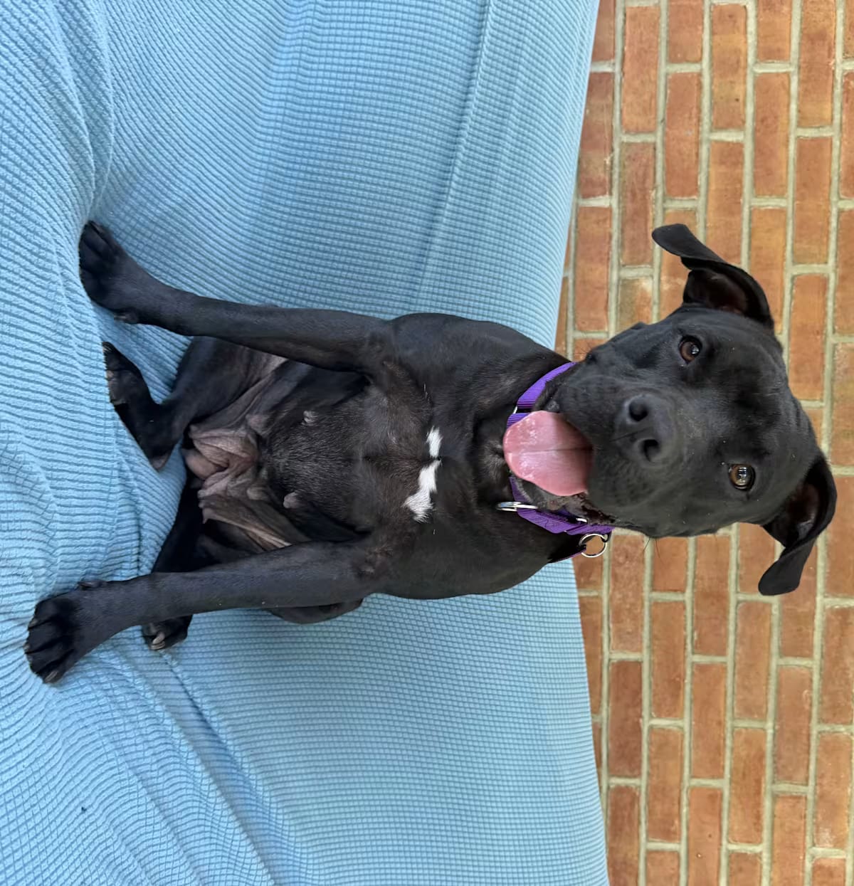 Photo of Marnie, adoptable American Staffordshire Terrier/Labrador Retriever in Bedminster, New Jersey