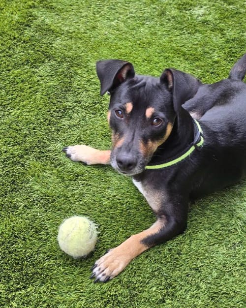 Photo of Wilson, adoptable Chihuahua in San Diego, California
