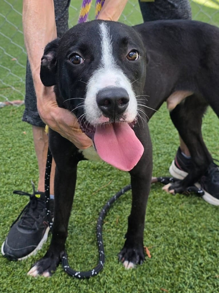 Photo of Brutus, adoptable Pit Bull Terrier in Hartsville, South Carolina