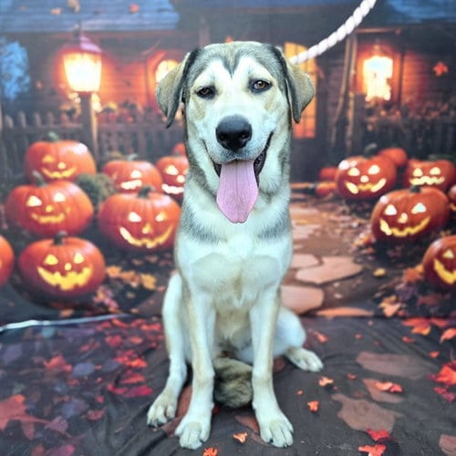 Photo of Amberlyn, adoptable Siberian Husky in Long Beach, California
