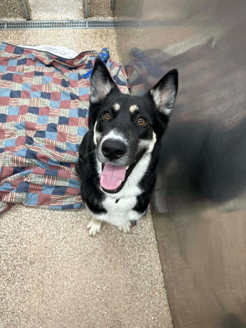 Photo of Ozzie, adoptable Husky in Martinsburg, West Virginia