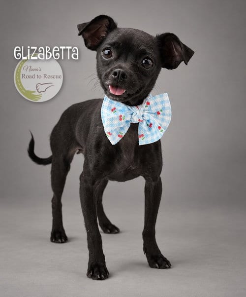 Photo of Elizabetta, adoptable Pug in Benton, Louisiana