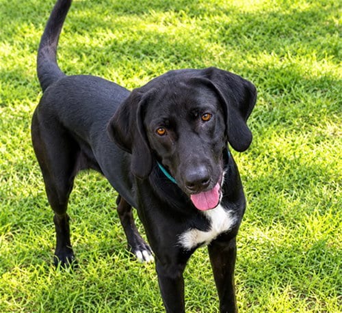Photo of Daisy, adoptable Labrador Retriever in Ocala, Florida
