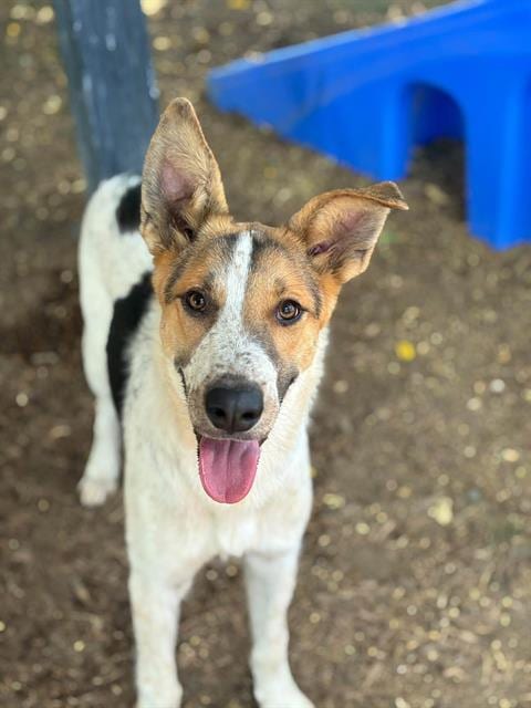 Photo of Fae, adoptable Queensland Heeler in Visalia, California