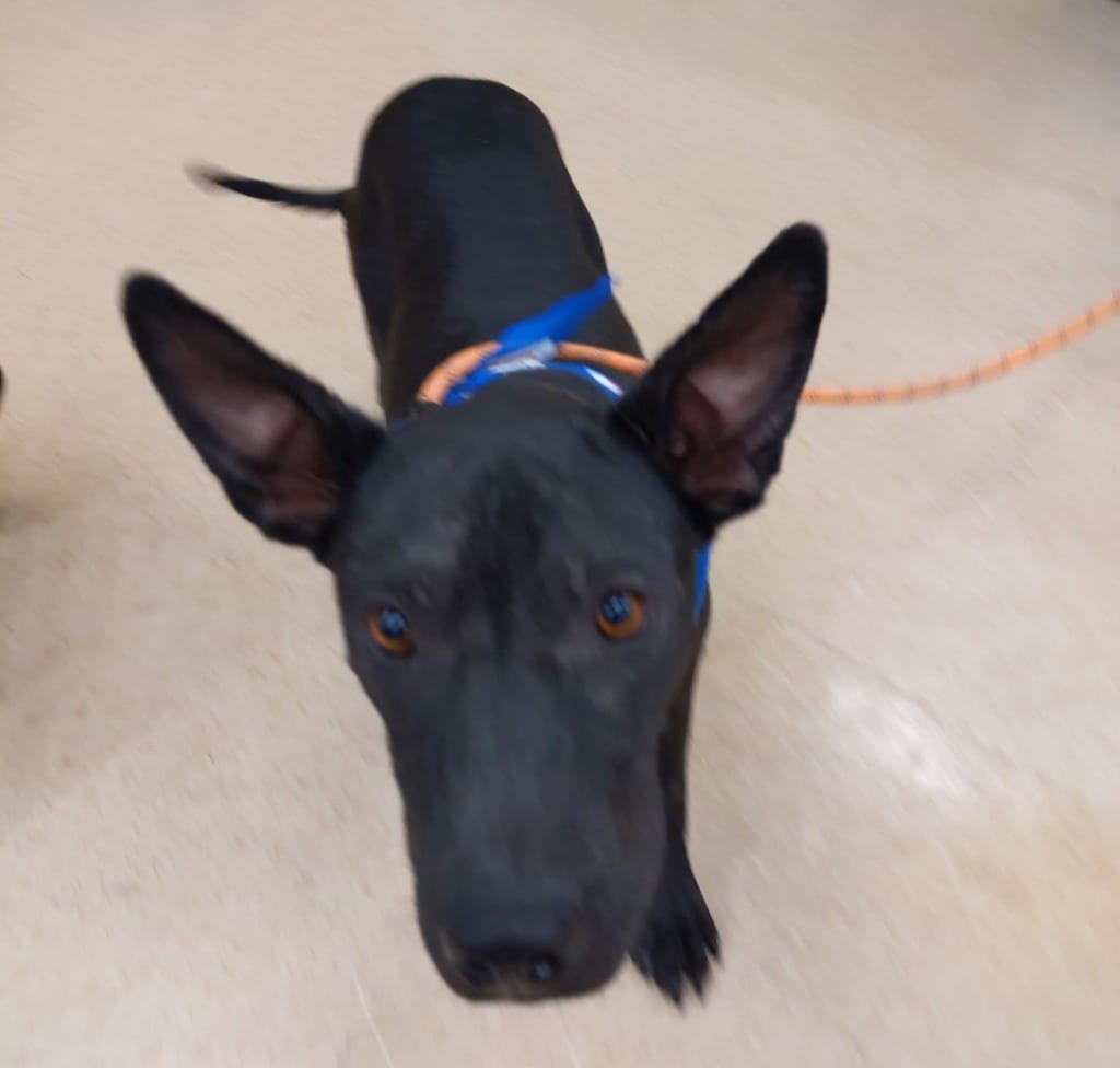 Photo of Bruno, adoptable Black Labrador Retriever in Mena, Arkansas