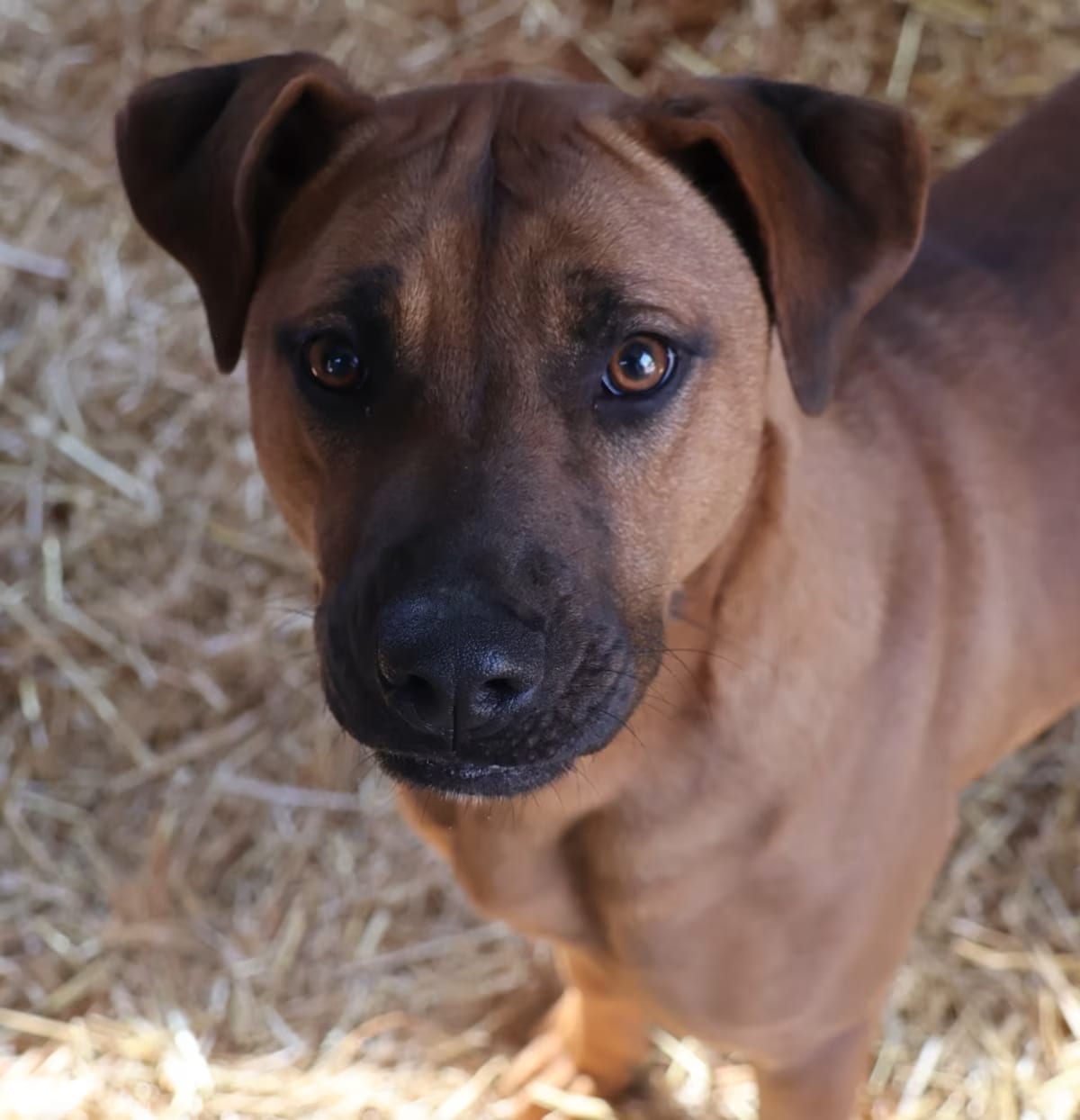 Photo of Livia, adoptable Boxer/Mixed Breed (Medium) in Delta, Alabama