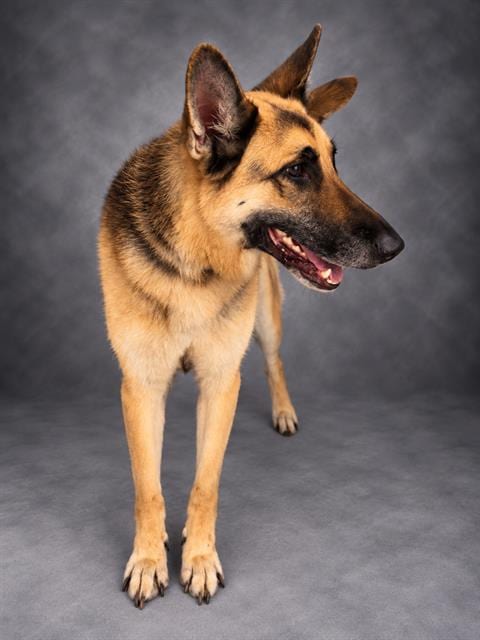 Photo of Rose, adoptable German Shepherd Dog in Winter Haven, Florida