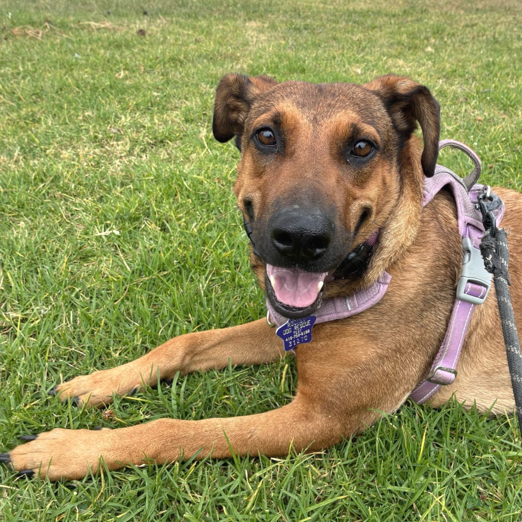 Photo of Regina, adoptable Mixed Breed (Medium) in San Francisco, California