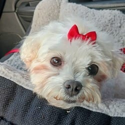 Photo of Diamond, adoptable Maltese Pointer in Loxahatchee, Florida