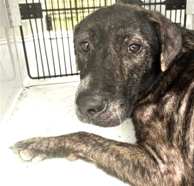 Photo of Martha, adoptable Plott Hound mix in Houston, Texas