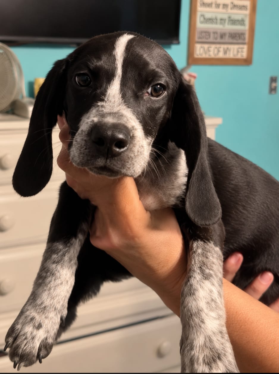 Photo of Gator, adoptable Beagle in Tulsa, Oklahoma
