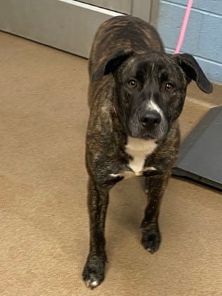 Photo of Brees, adoptable dog in Chamblee, Georgia