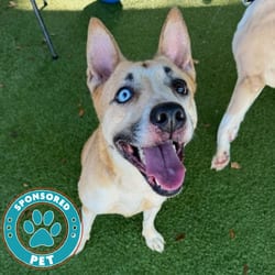 Photo of Gloria, adoptable Australian Cattle Dog Husky in Lakeland, Florida