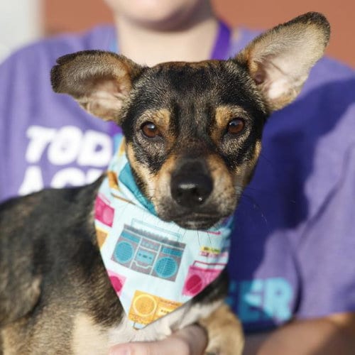 Photo of Marky, adoptable Terrier in San Antonio, Texas