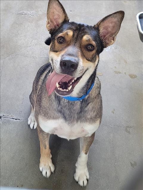 Photo of Harvey, adoptable German Shepherd Dog in Van Nuys, California