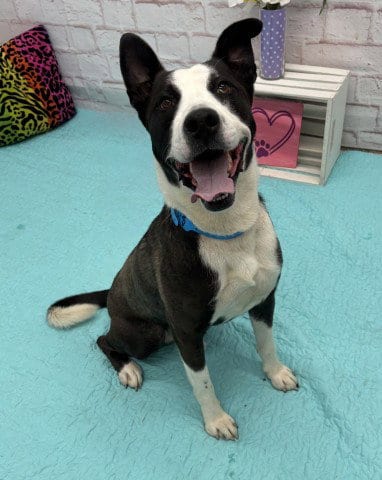Photo of Chene, adoptable Collie in Detroit, Michigan