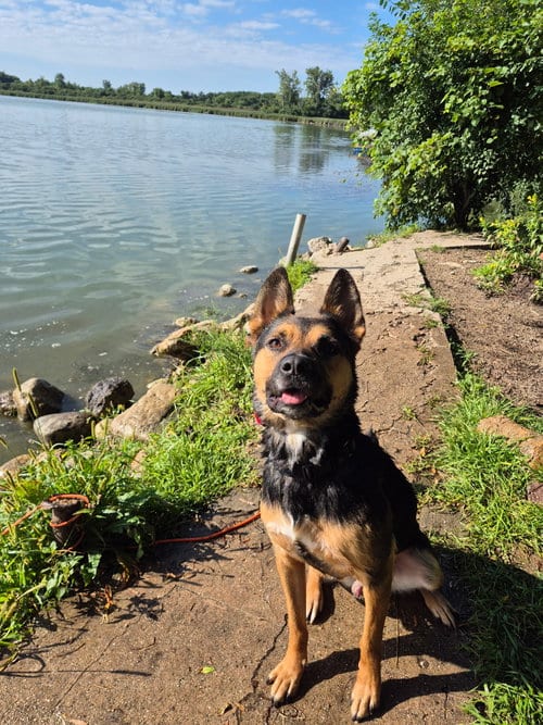 Photo of Frankie, adoptable German Shepherd Dog in Wauconda, Illinois
