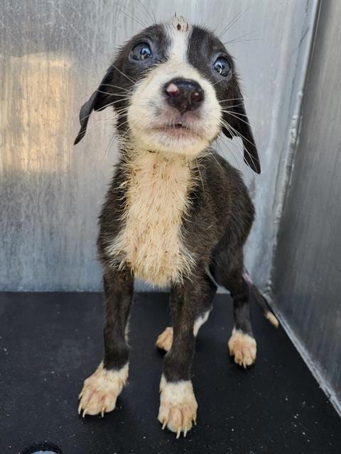Photo of Olivia, adoptable Labrador Retriever in San Antonio, Texas