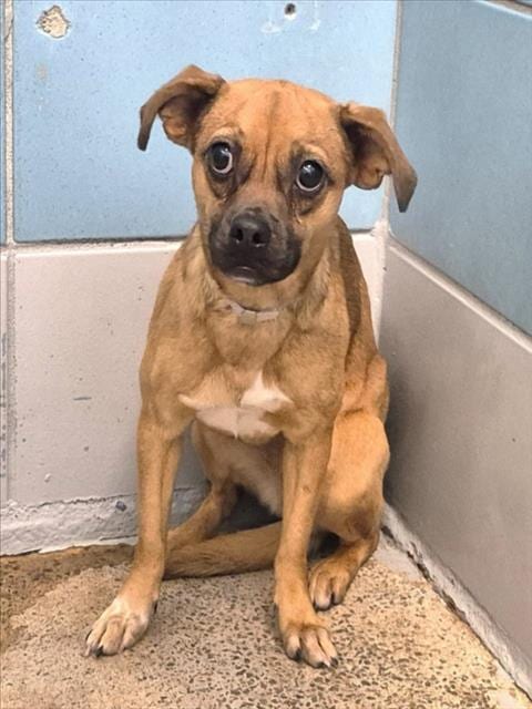 Photo of Journey, adoptable Chihuahua in Houston, Texas