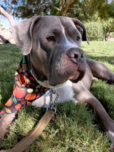 Photo of Kyle, adoptable Pit Bull Terrier in Las Vegas, Nevada