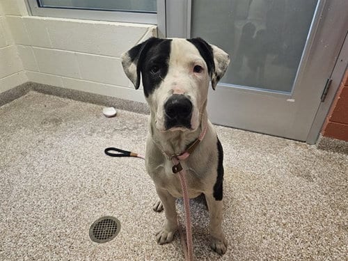 Photo of Snoopy, adoptable Pit Bull Terrier in Pueblo, Colorado