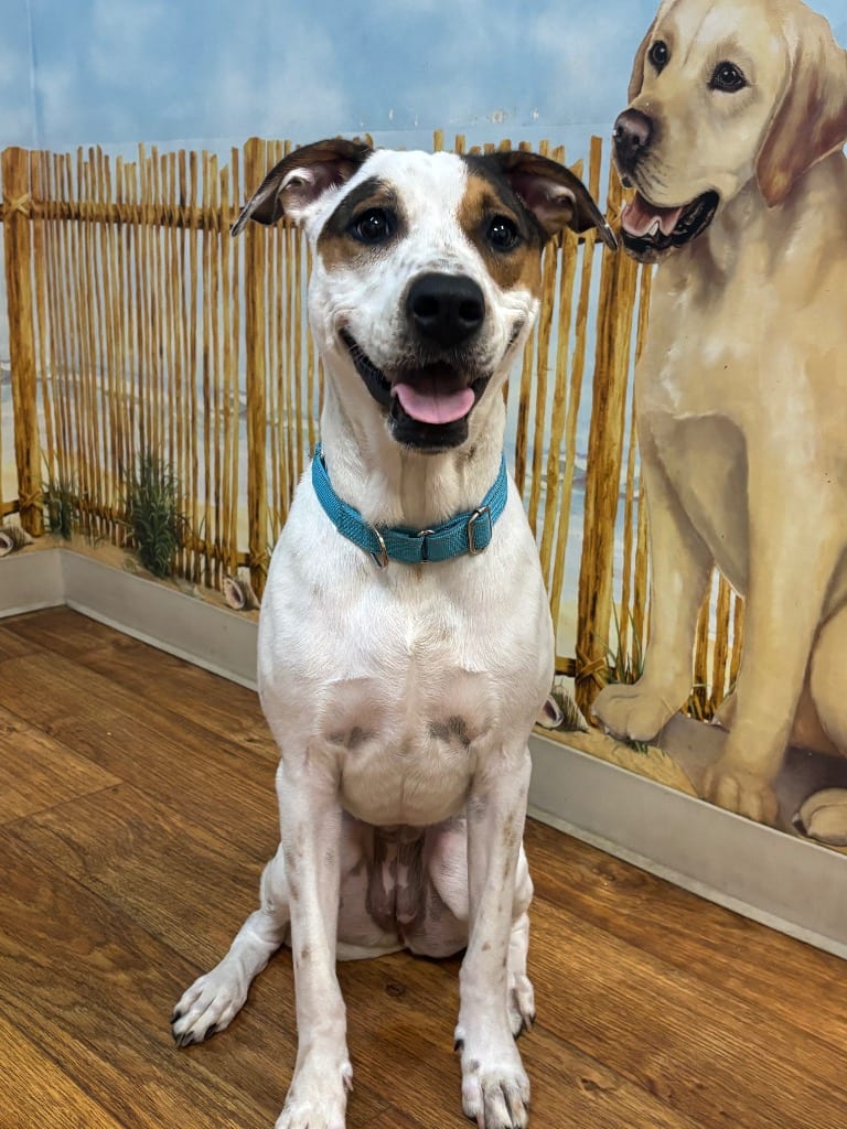 Photo of Hadley (Scrapple), adoptable Mixed Breed in Ocala, Florida