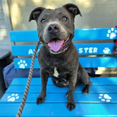 Photo of Lacey, adoptable Staffordshire Bull Terrier in Long Beach, California