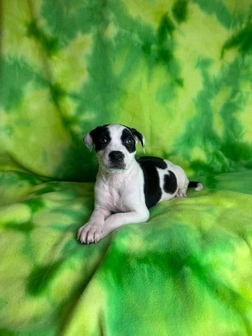 Photo of Buzz, adoptable American Staffordshire Terrier in New Oxford, Pennsylvania
