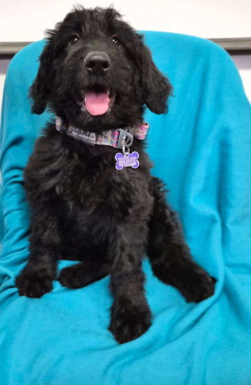 Photo of Georgina, adoptable Poodle (unknown type) in Hillside, Illinois