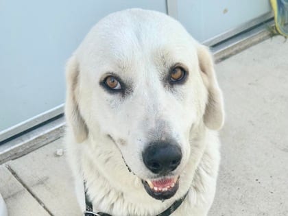 Photo of Snowy, adoptable dog in Georgetown, Texas