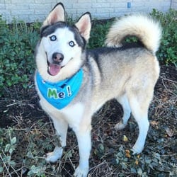 Photo of Spike JuM, adoptable Husky in Hartford, Connecticut