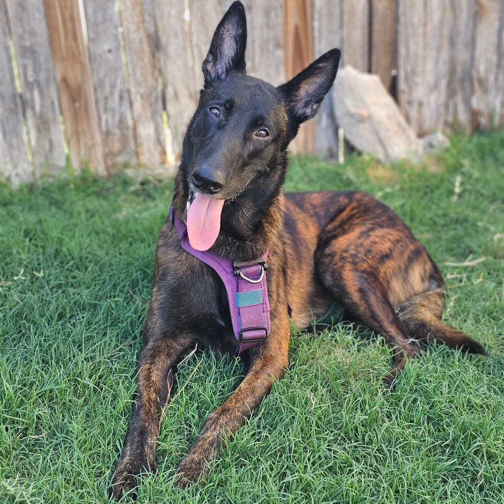 Photo of Rocket, adoptable Malinois, Belgian / Mixed Breed (Large) in San Antonio, Texas