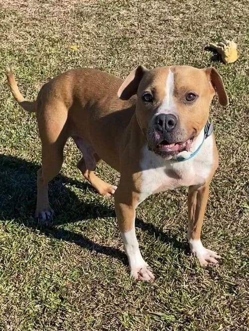 Photo of Milton, adoptable Terrier in Abbeville, Louisiana