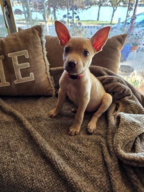 Photo of Honey, adoptable German Shepherd Dog in Modesto, California