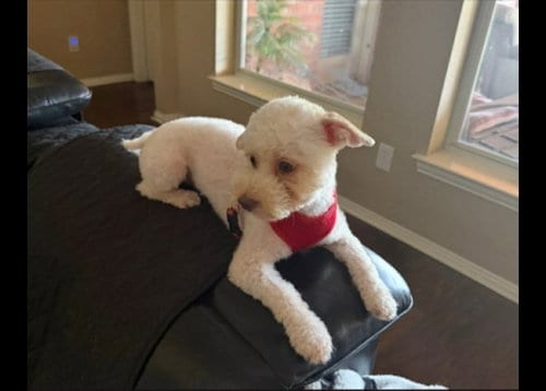 Photo of Charlie, adoptable Poodle (unknown type) in Dallas, Texas