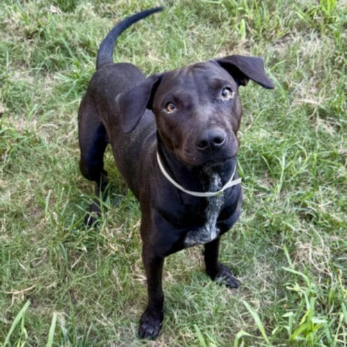 Photo of Pumpkin, adoptable Staffordshire Bull Terrier in Houston, Texas